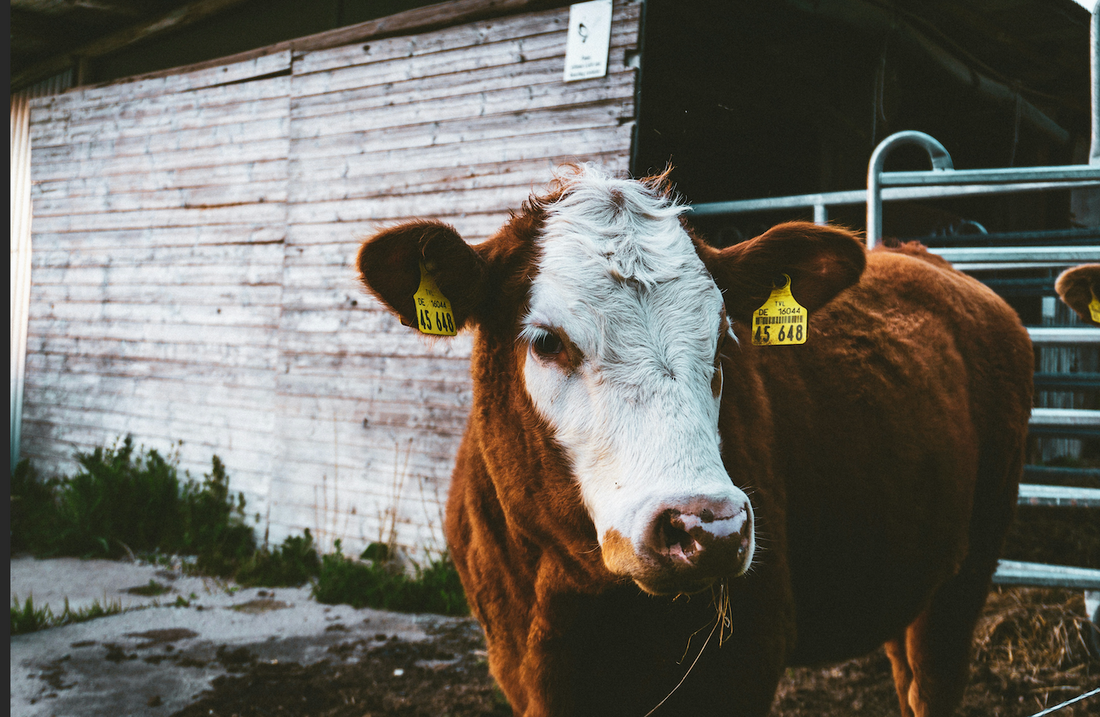 Why Choose Jackson Livestock: Family Ranching, Utah Roots, and Unmatched Quality