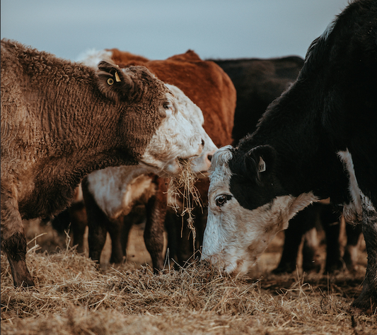 The Seasonal Cycle of Wagyu at Jackson Livestock