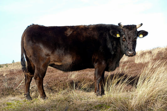 How Jackson Livestock Raises Premium Wagyu Beef: Our Ethical Ranching Practices