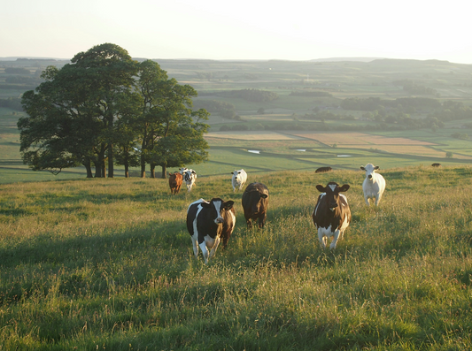 A Beginner's Guide to Wagyu Beef