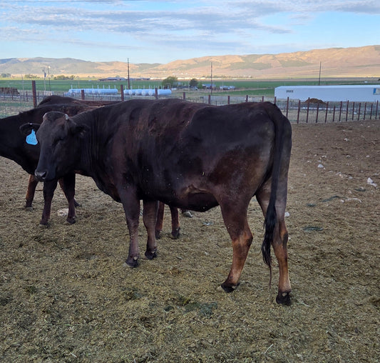 Fullblood Cow