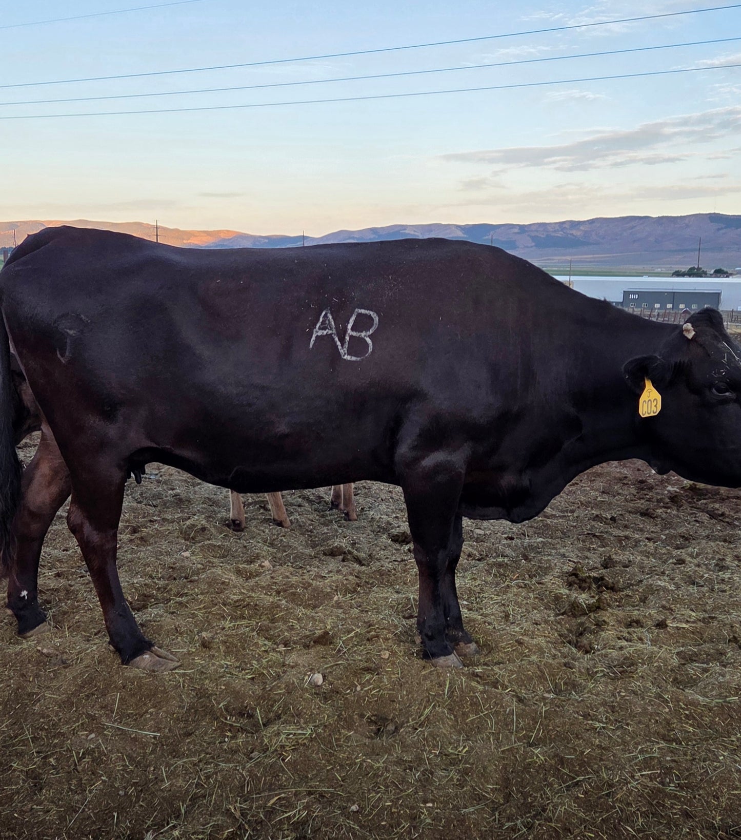 Purebred Cow with Calf