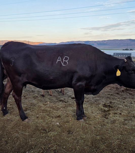 Purebred Cow