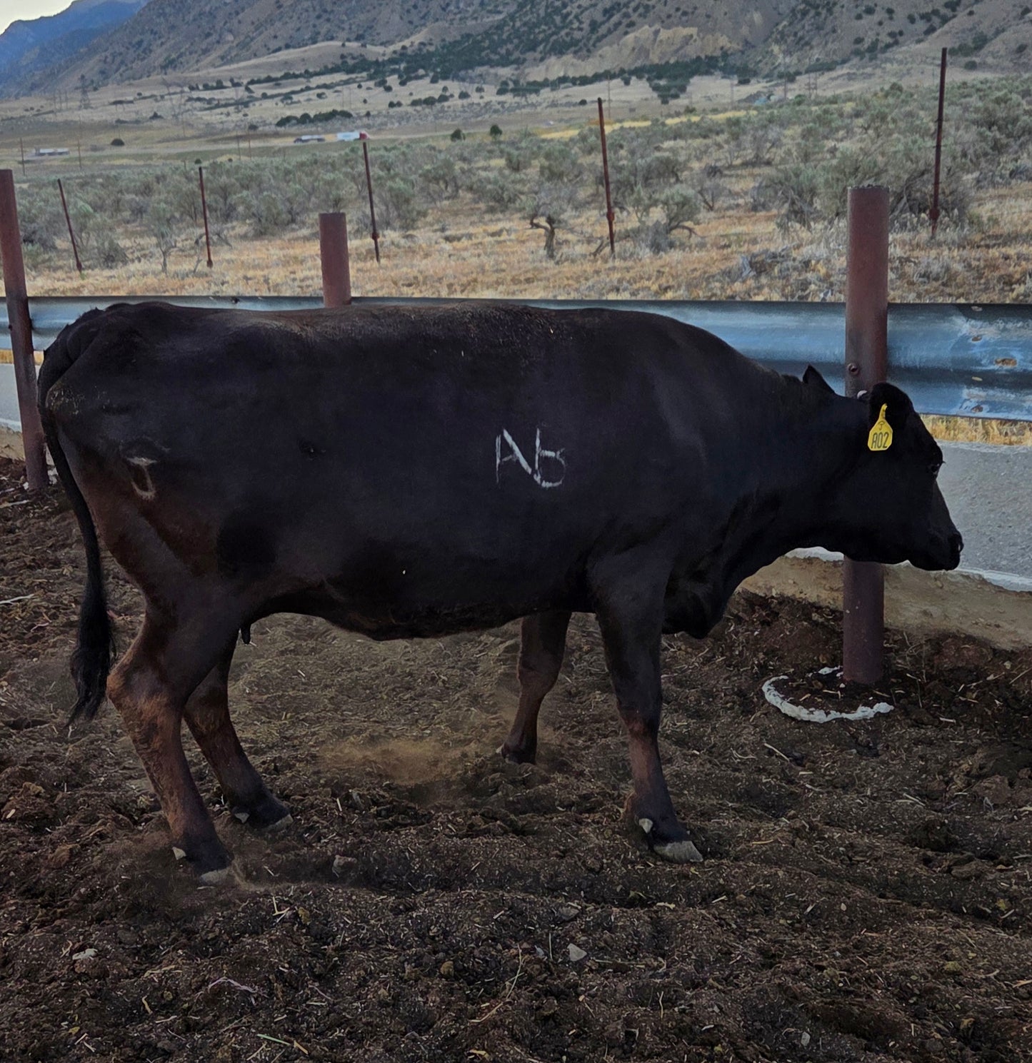 Purebred Cow with Calf