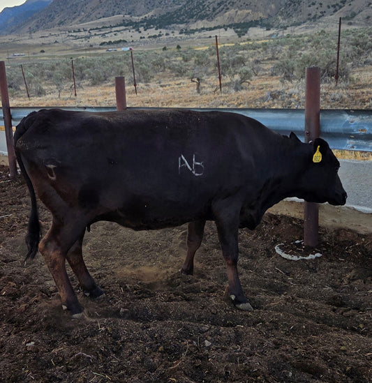 Purebred Cow